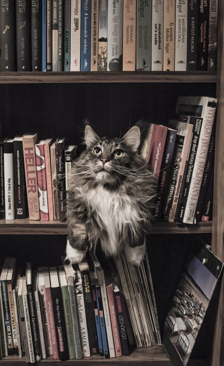 Espérance de vie d’un chat Maine Coon Espérance de vie d’un chat Maine Coon
