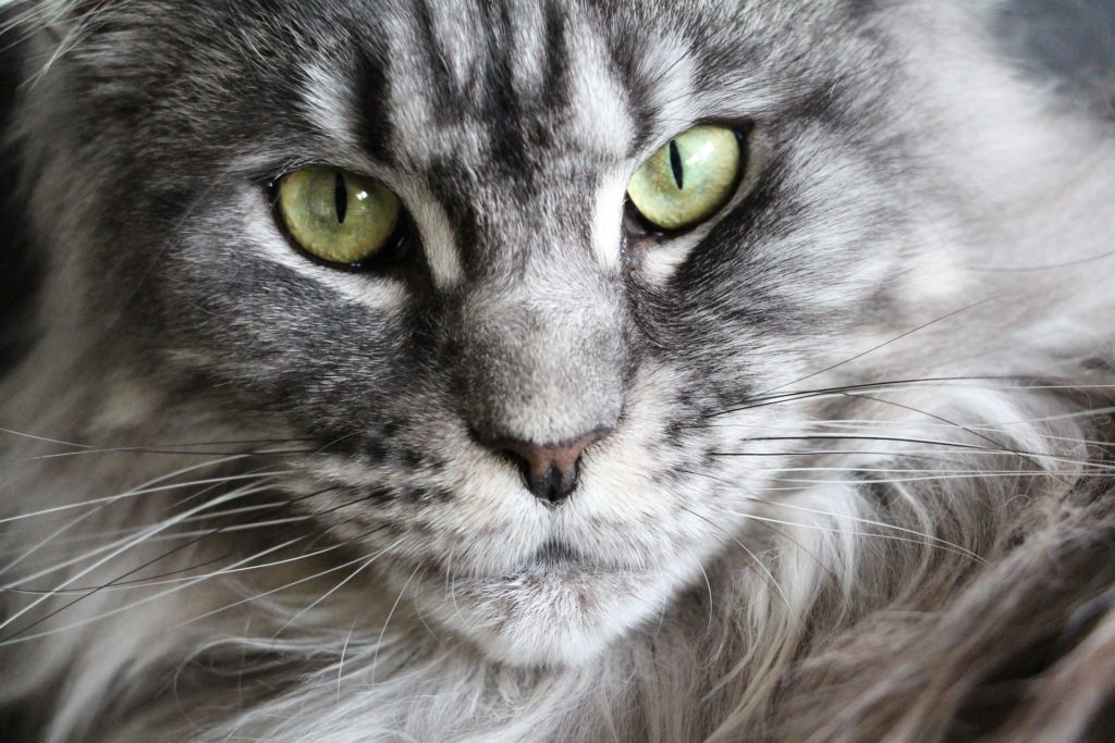 Chat Maine Coon Silver