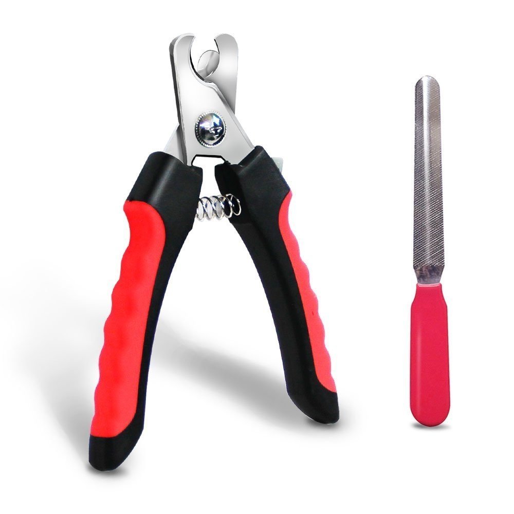 coupegriffechatlime Chat Maine Coon coupegriffechatlime Chat Maine Coon