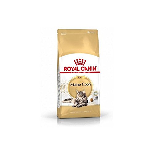 Croquettes pour chat adulte Maine Coon Royal Canin