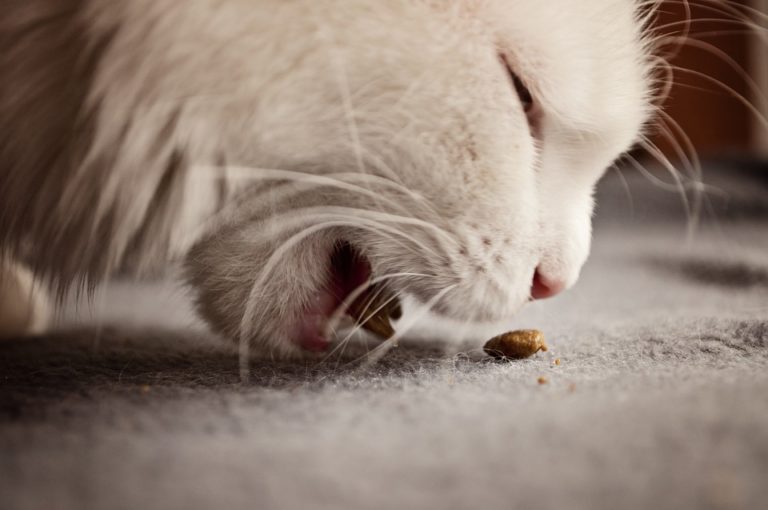 Chat blanc qui mange ses croquettes