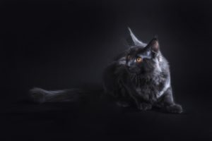 Chaton Maine Coon gris