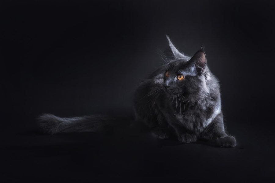 Blog Maine Coon Conseils Informations Guide Chat Maine Coon