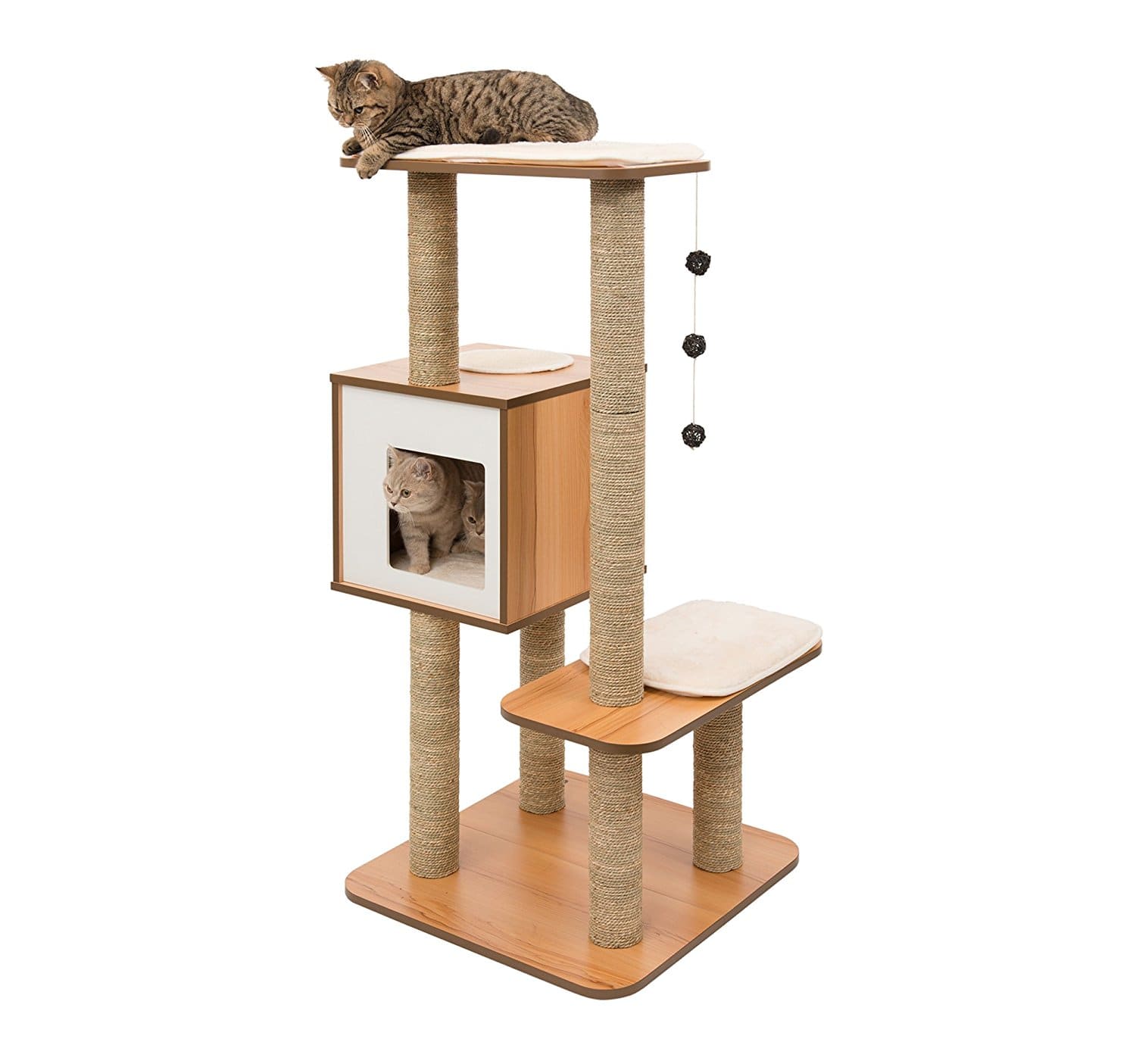 espérance de vie d un chat maine coon