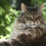Chat adulte Maine Coon
