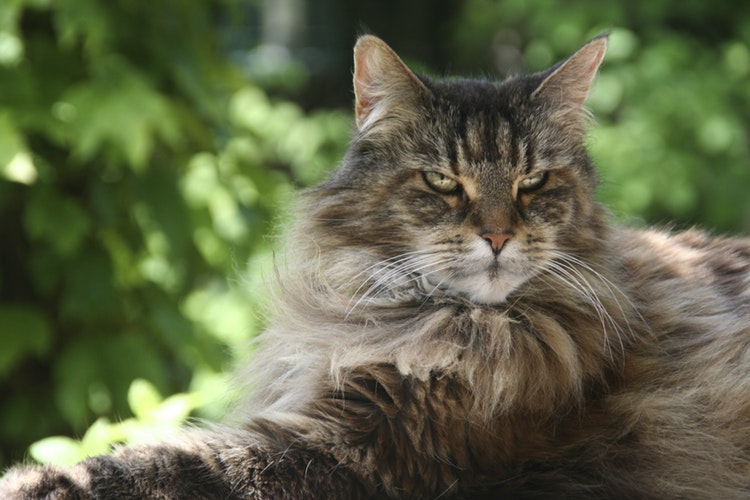 Chat adulte Maine Coon