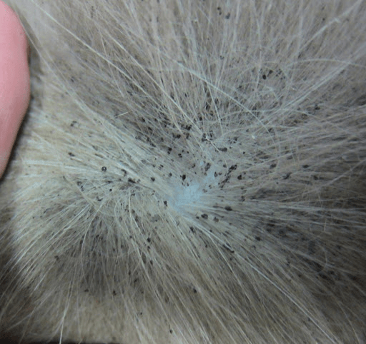 Crottes de puces dans les poils d'un chat