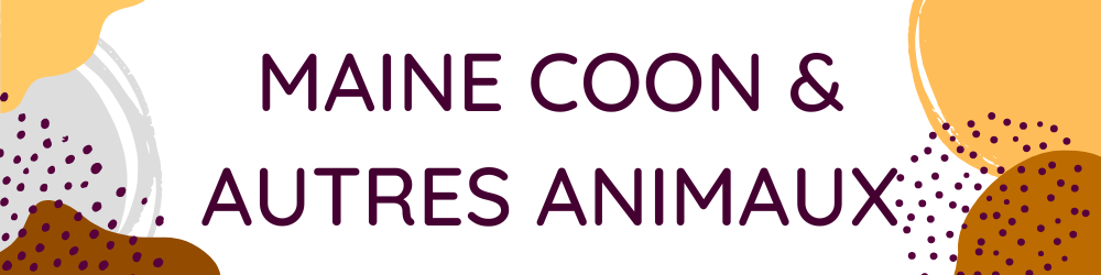 Maine Coon & autres animaux de compagnie - Bannière - Chat Maine Coon
