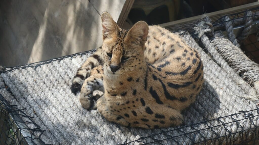 Le Chat Savannah, très rare