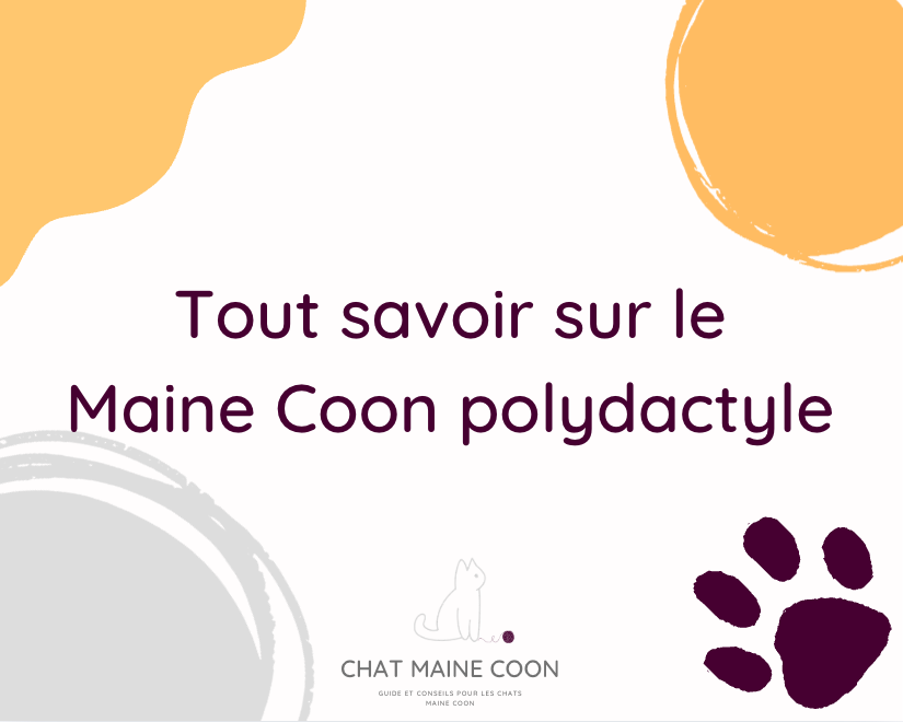 Maine Coon polydactyle : tout comprendre sur la polydactylie chez le chat