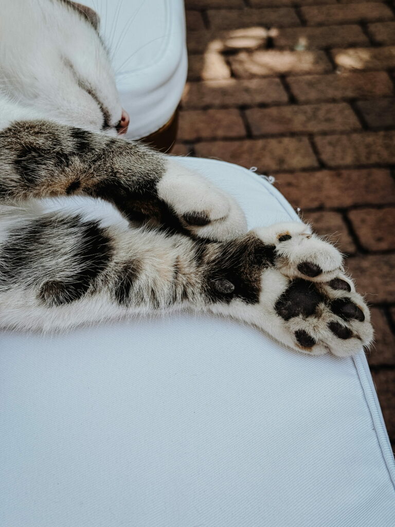 Chat polydactyle